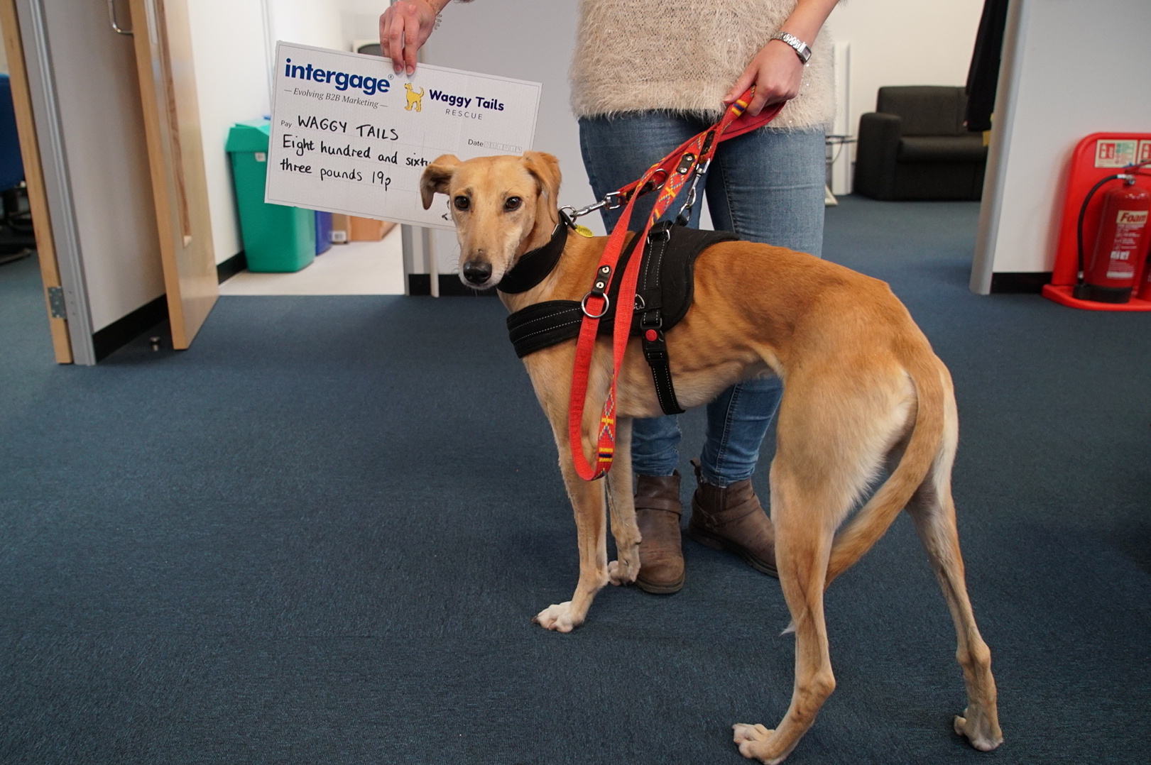 Dog-Friendly Intergage Adopts Waggy Tails as its chosen charity