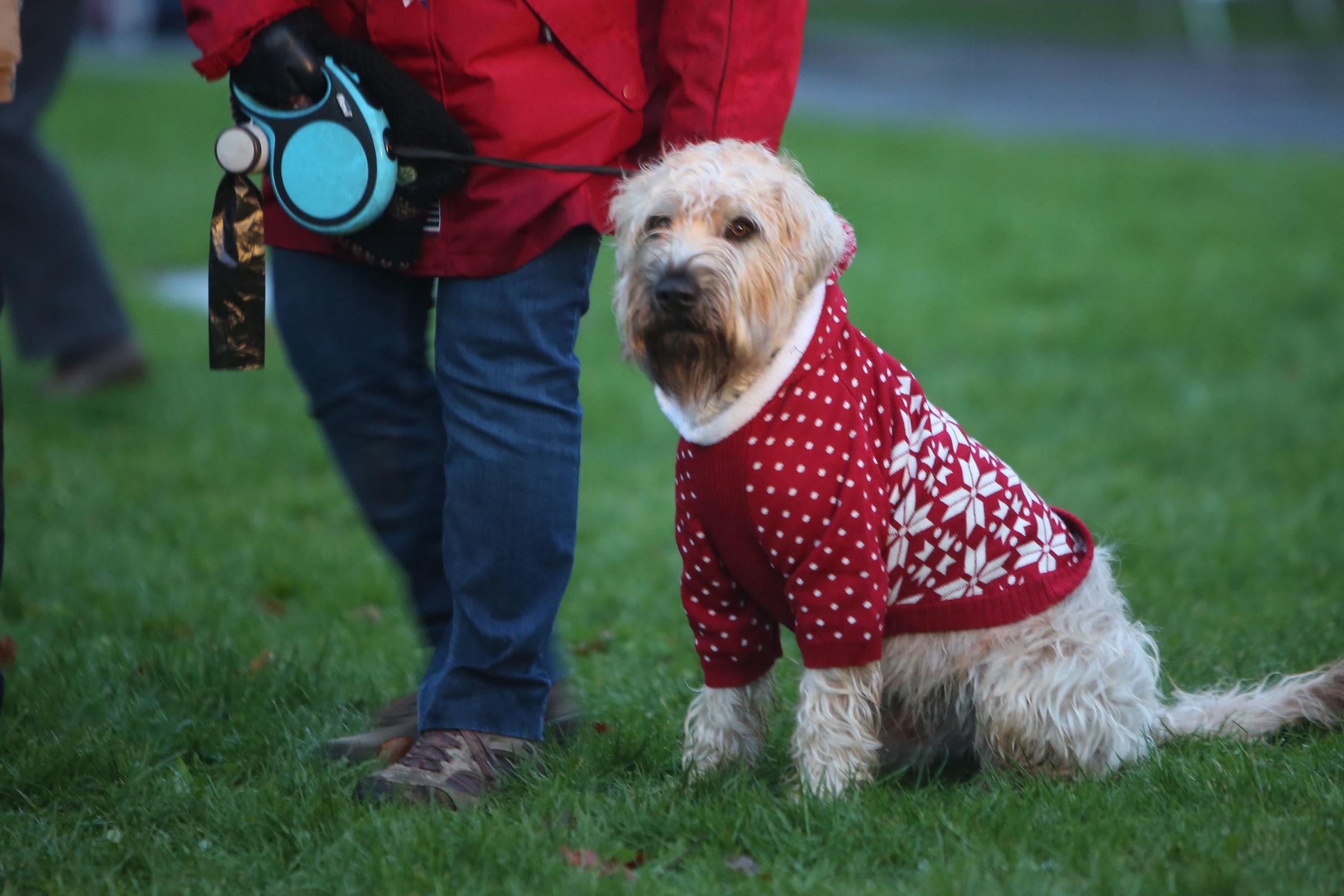Here are four ‘pawfect’ events to enjoy with your four-legged friend in Dorset over the festive season...