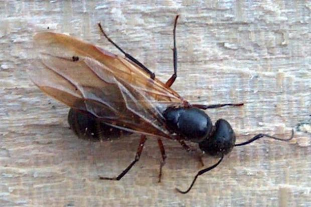 Why 'Flying Ant Day' should really be called Flying Ant Season