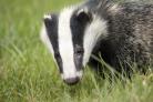 Badger baiting, hare coursing and mutilated animals: Fears over spike in cruelty to wildlife in lockdown