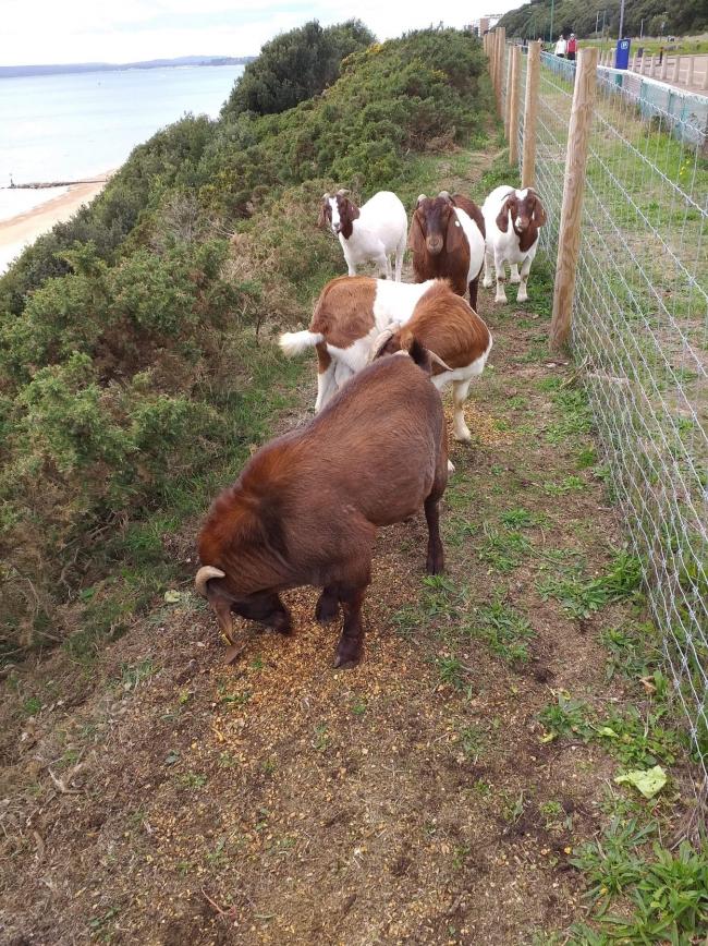 Litter 'problem' in Bournemouth East Cliff goats enclosure | Bournemouth Echo