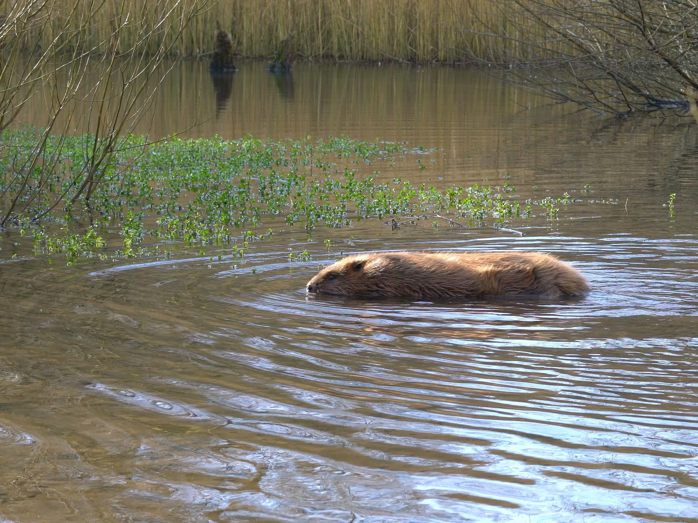 The beavers have been released at an undisclosed site. Picture: Dorset Wildlife Trust/James Burland 