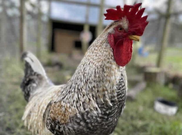Bournemouth Echo: Cluck Norris is looking for some larger chickens to take care of. Picture: RSPCA