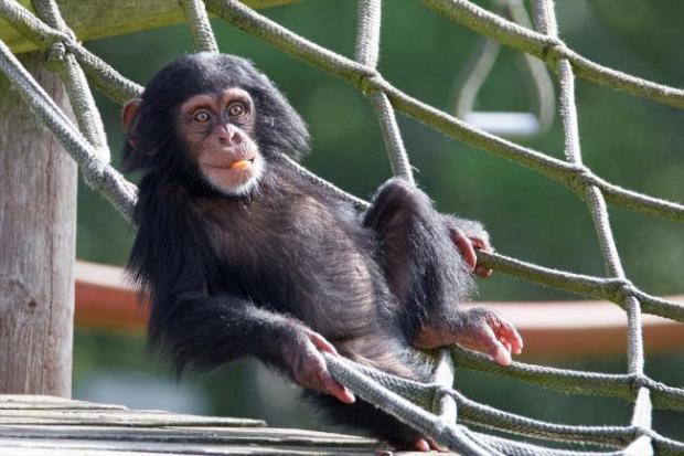 Bournemouth Echo: Monkey World is set to reopen on April 12
