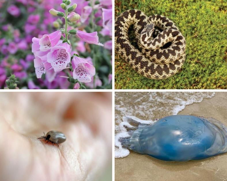 Dangerous animals and wildlife to watch out for in Dorset | Bournemouth Echo