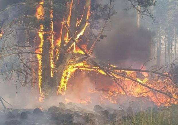 Bournemouth Echo: Wareham Forest fire Picture: Dorset and Wiltshire Fire and Rescue Service