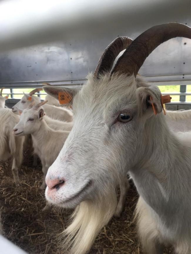 Bournemouth goats joined by herd from the Great Orme | Bournemouth Echo