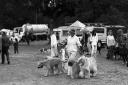 Bournemouth dog show - August 11, 1989.