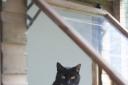 Cats Protection needs to find homes for feral cats