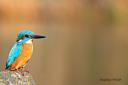 Echo Camera Club Dorset picture. 
A kingfisher on the river stour by Krissie Pollitt 
Must credit the photographer.
