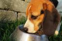 Dog  owners have been urged to check and return food found to contain salmonella