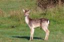 A fallow deer, similar to this one, has been found dead at Blashford Lakes. Picture: Connie Leicester.