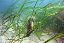 A seahorse frolicking in seagrass. Picture by Julie Hatcher.