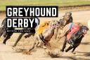 Greyhound Derby round 2: Betting tips for Saturday
