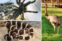 Pythons, tarantulas and rheas - exotic creatures on the loose in Dorset