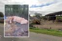 One cow that suffered with gangrene at Chaffeymoor Farm, Bourton, Gillingham. Picture: Google Maps and Dorset Council