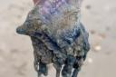 Rory Bearman found a portugese man o war on the beach at Bournemouth