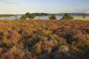 Landscape view of reserve showing heathland and water, Arne RSPB Reserve, Dorset. Picture: RSPB