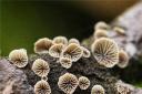 Tracy Whincup Smoked Oysterling Fungi at Blashford Lakes