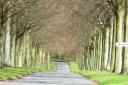 Roy Wilson took this image of Avenue of Trees at Moor Crichel near Wimborne