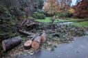 A tree was felled in Bournemouth gardens