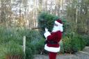 The Christmas tree shop is open at Moors Valley