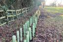 Water firm plants more than 2,000 trees