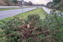 The tree, by the A35, was chopped down.
