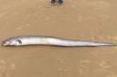 European conger eel on Sandbanks beach