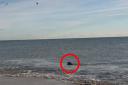 The seal was seen near Boscombe Pier and followed to Hengistbury Head.