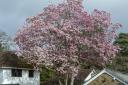 BNPS.co.uk (01202 558833)Pic: BNPSPictured: The magnolia tree in March 2019.Nature lovers have lamented the loss of what was believed to be Britain's tallest magnolia tree that has been felled for health and safety reasons.The magnificent