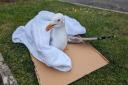 Injured seagull, that later died, after being shot with slingshot in Poole