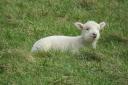 A spring lamb in Dorset (pic: Julia Rosser)