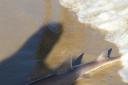 The smooth-hound shark beached at Sandbanks Beach