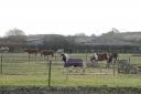 Horses grazing on Hicks Farm will have to be re-homed by December