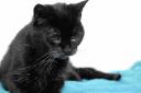VIDEO: Move over, Poppy – I’m the world’s oldest cat