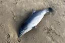 A dead dolphin was found near Bournemouth Pier on February 18.