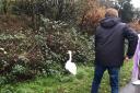 The female swan saved by Police and Wildlife Rescue.