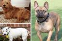 Three Dorset doggies are looking for forever homes. Pictures: Waggy Tails Rescue