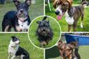 5 very different dogs at Waggy Tails Rescue – could you give one a home? (Waggy Tails Rescue)