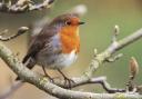 Eyes to the skies for the RSPB's Big Garden Birdwatch