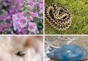 Dangerous and potentially deadly wildlife to watch out for this summer in Dorset (stock)