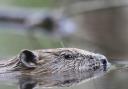 A beaver. Picture: Ian Hay - rspb-images.com