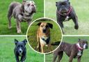Five dogs looking for loving homes. Picture: Waggy Tails Rescue