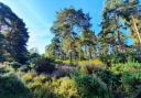Wooded heath at Penelope Park on Brownsea Island - shows the re-emerging heath and what the island will look like in future. Picture: National Trust/Olivia Gruitt