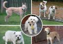 These six dogs are all looking for loving homes. Pictures: Waggy Tails Rescue