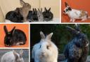 These 10 rabbits are all looking for a forever home. Pictures: Waggy Tails Rescue/Canva
