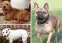 Three Dorset doggies are looking for forever homes. Pictures: Waggy Tails Rescue