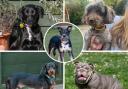 These five dogs are looking for a forever home. Pictures: Waggy Tails Rescue/Canva