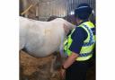 The stolen horse. Picture: Dorset Police Rural Crime Team